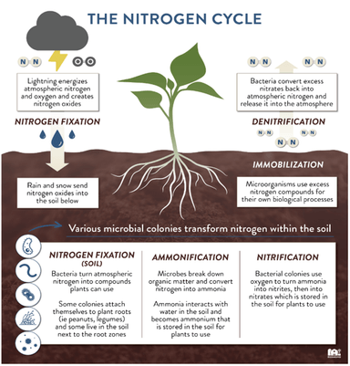 New Method for Efficient Nitrogen Use to Boost Crop Yields