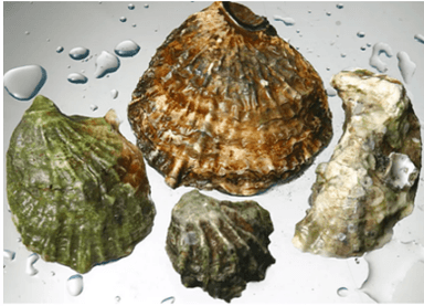 Oysters May Help Combat Antibiotic-Resistant Bacteria