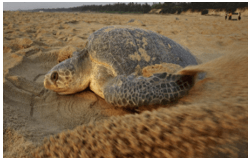 Dead olive ridley turtles wash ashore in Tamil Nadu